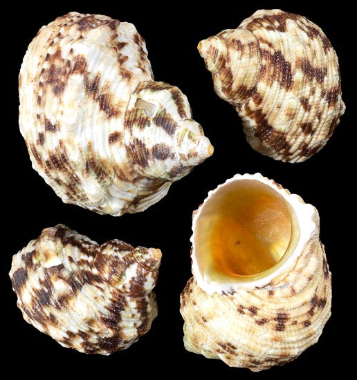 1 KG - Rough Gold Mouth Turbo - Turbo Chrysustomus - 2 inches