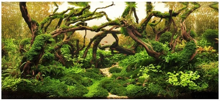 1lb. Sinking Driftwood 50 cm - 20 inch + Price is per pound. (Order quantity of pieces required. We will update the weight upon shipping.)
Malaysia Mangrove