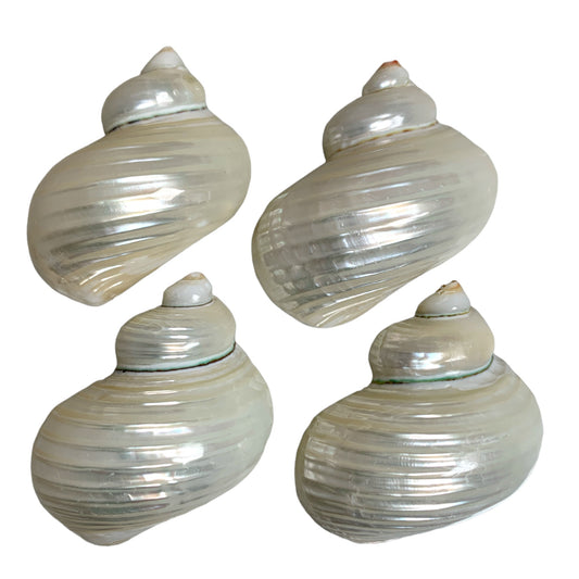 S/4 PEARLED TURBO NAPKIN RINGS