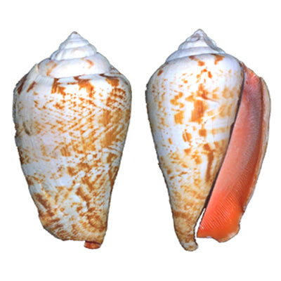 1 KG - Strawberry Conch - Strombus Luhuanus - Strawberry Strombus -  1 - 2 inches