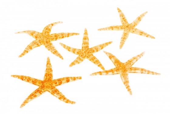 Philippine Starfish (1.5 - 2 inches)