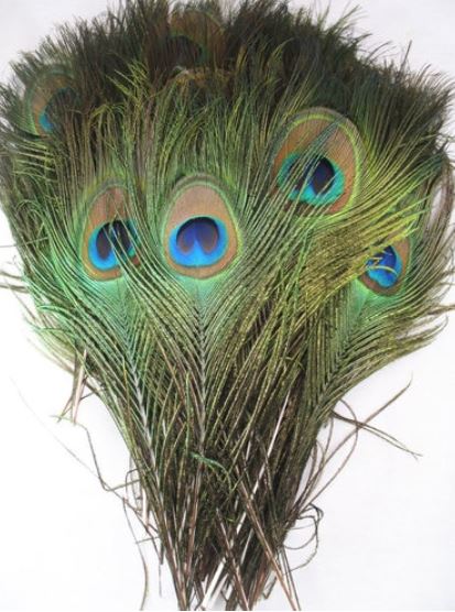 Peacock FEATHERS NATURAL 15.75 inch +  40cm +