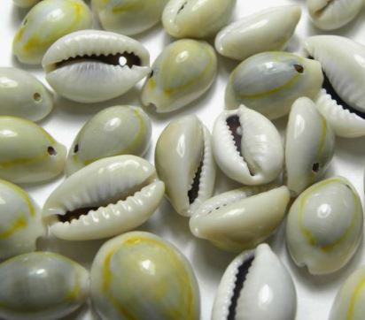 CYPRAEA MONETA with 1 hole top center (packed in 500 gram bags 650 pcs) - Fawn Yellow Cowry Cowrie Shells - Philippines