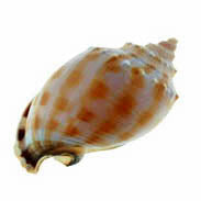 Phalium Bandathum - Cassis Bandatum - 3 to 4 inch