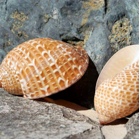 Tonna Perdix Seashell - 4 - 5 inches