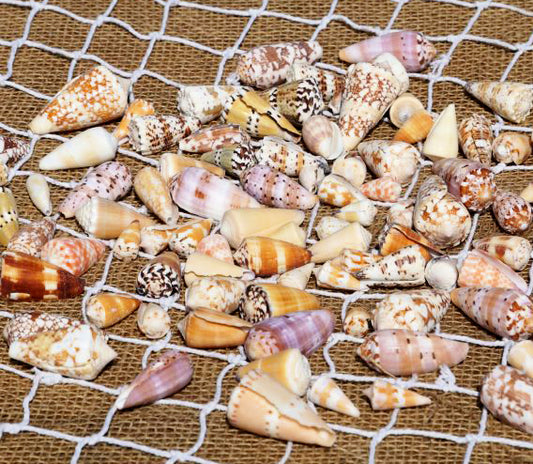 Assorted Conus Cone Seashells - 3 - 4 inches