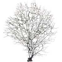 Size 25 - 30 inch - Black Sea Fan - Aquarium Decor