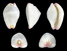 Calpurnus verrucosus, the Umbilical Egg Shell or Warty Little Egg Cowry - Cowrie Shell - Philippines