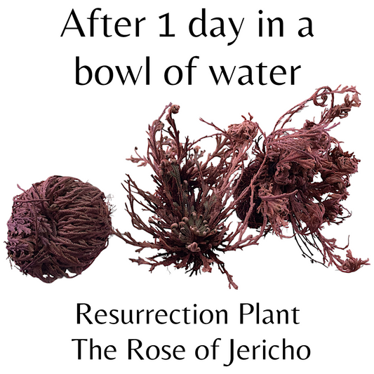 Resurrection Plant - Rose of Jericho - 1.5 inch +