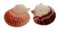 1 KG - Pink Mexican Scallop Halves - 2 - 3 inches