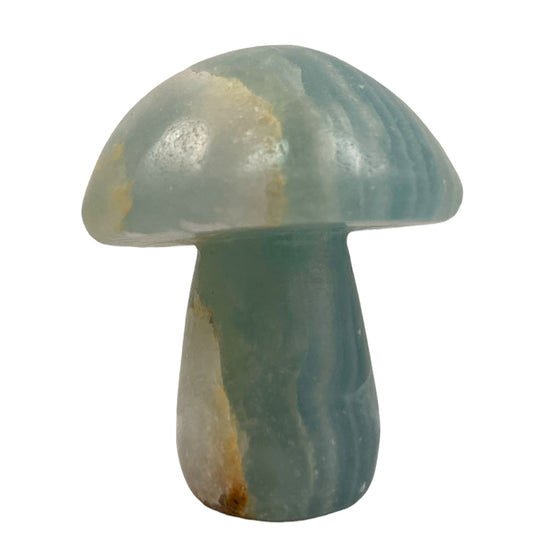 Blue Onyx Mushrooms - Large 47-65 mm - Price per gram - China - NEW722