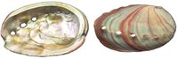 2-2.9 inch Natural Red  Abalone - Mexico - All Natural