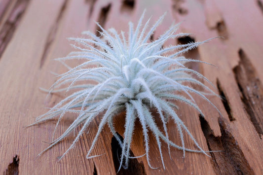 Tectorum 3 inch