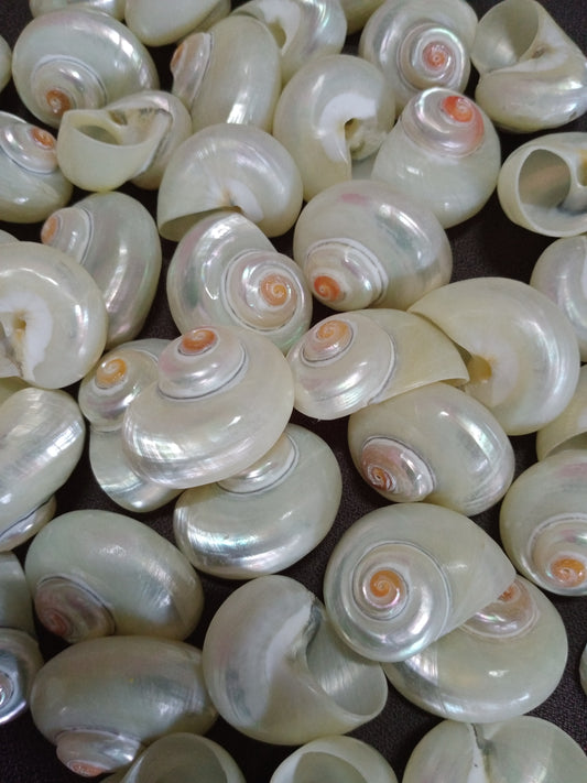 Pearlized Turbo Cinerius Shells - .75 to 1 inch