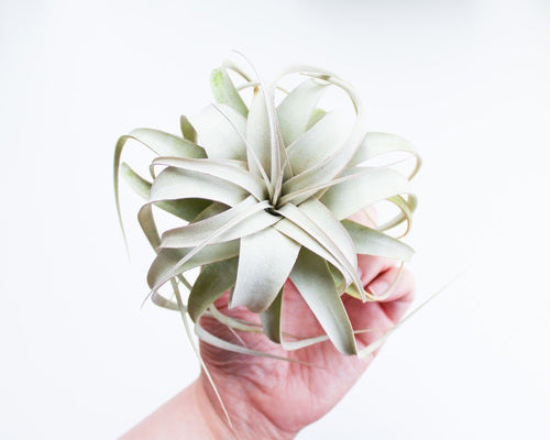 Xerographica Tillandsia air plant 5 inch Small