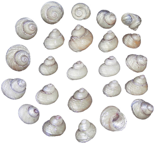 White Pearlized Grooved Turbo Shells - .75 to 1.25 inches - Philippines