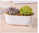 White Plant Pot Oblong Size: 17 x 8.5 x 6 cm