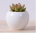 White Plant Pot Vase Shape 2.5 X 2 inch