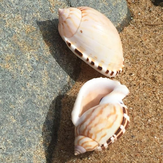 Common Bonnet - Cassis Vibex - 1 + inch - Philippines