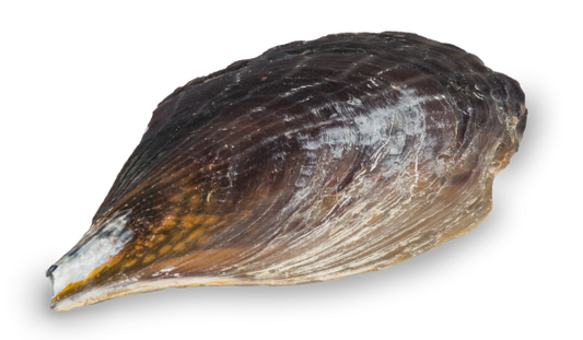 Pen Shells - 8 - 9 inches