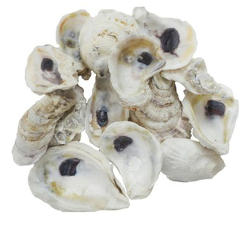 Talaba OYSTER SHELLS - 2 to 4.7 inch - 1 KILO -  China