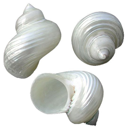 Pearlized Polished Silver Mouth Turbo - 1.5 inch -Hermit Crab Shells - Turbo Argyrostomus