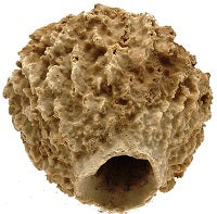 GIANT RIDGE SPONGE - XESTOSPONGIA TESTUDINARIA - SMALL 12 to 14 inch - Philippines