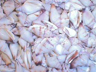 Polished Polselephanli Shells