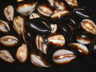 Onyx Cowry - Cypraea Onyx - 1 inch - Cowries