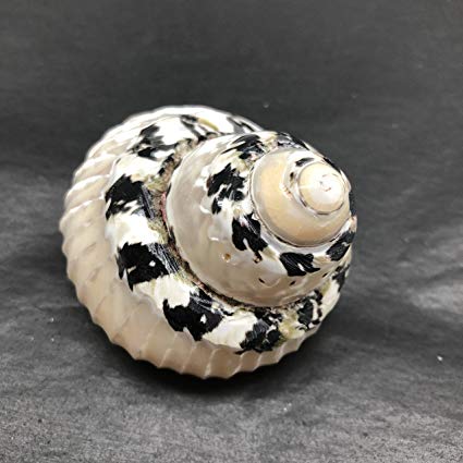 Polished Carved Edge Magpai Shells - 2 inches