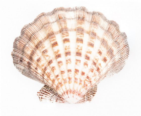 LIONS PAW CLAM PAIRS - NATURAL - LARGE - Scallop Shell - Philippines