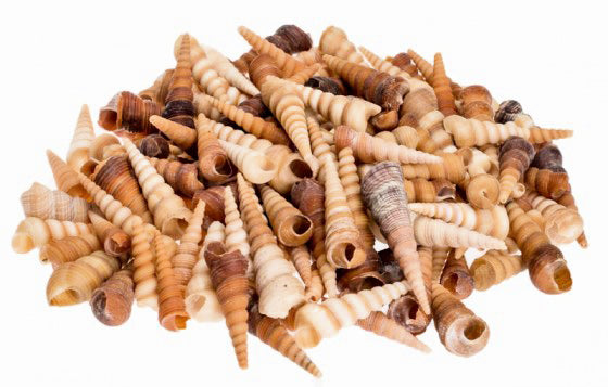 1 KG - Terebra Turritella Shells - 3 - 4.5 inches – Tropitek-Wholesale