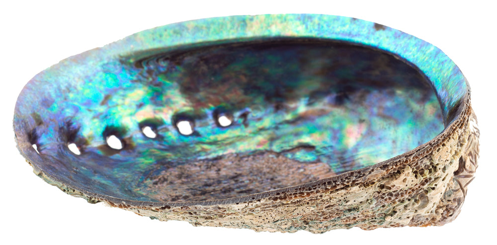 Paua Abalone Shell - Haliotis Iris 4 inch + New Zealand - Natural