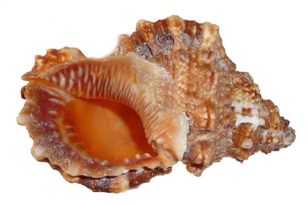Ringed Frog Shells - Bursa Rubeta - 6 inches