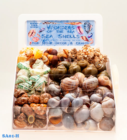 Hermit Crab Shells - 12 POCKET DISPLAY With 12 Types