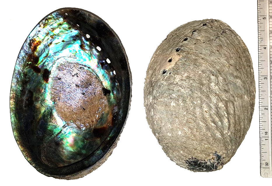 Paua Abalone Shell - 4.7 to 5.7 inch - Haliotis Iris - New Zealand - All Natural - NEW624