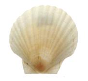 English White Cup Scallop - 5 inches - Argopecten irradians - UK
