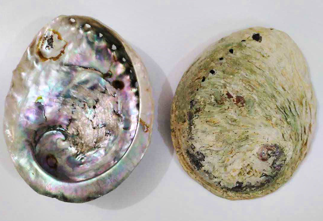 Midae Abalone - 4+ inch - Haliotis Midae - South Africa - All Natural ...