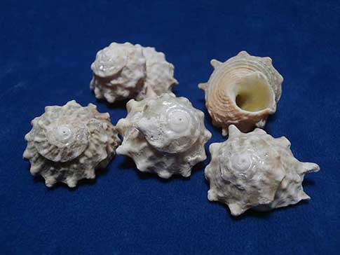 1 KG - Astrea Calcar Shells - 0.75 - 1 inch