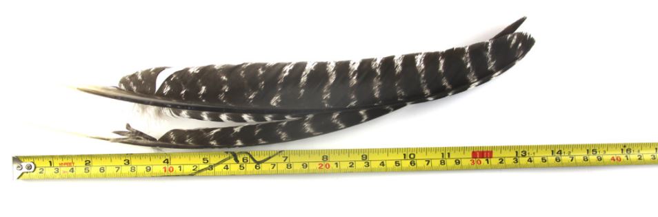 WILD TURKEY WING FEATHERS Pointed -NATURAL 12 inch+  30cm+