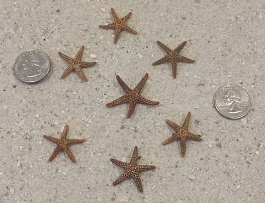 Florida Brown Starfish - 1.5 - 2 inches (1.5" instock)