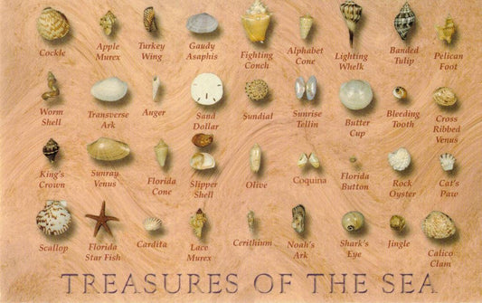 Treasures of the Sea - Shell Collections - Pack of 16 Assorted Scallops & Abalone Shells