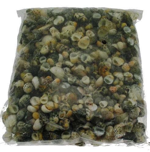 Sihig Shell 1 KG - Sihi Shells - Green Nerita - 0.5 inches – Tropitek-Wholesale