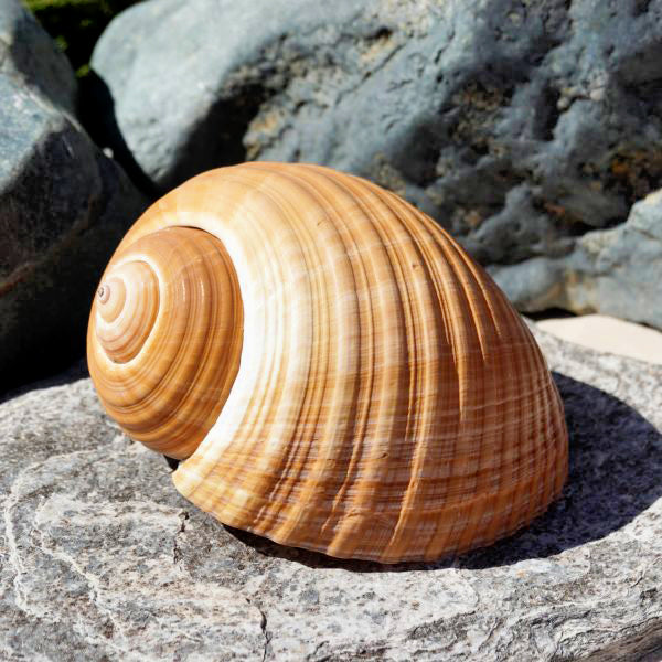 Brown Tonna Galea - 9 inches