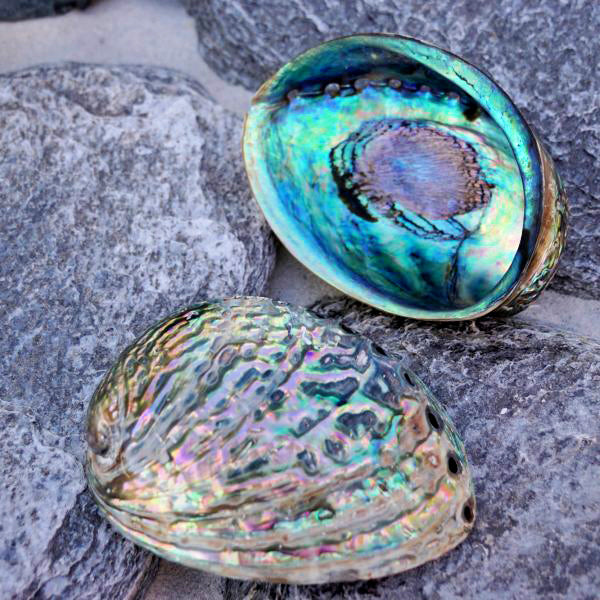 Polished Paua Abalone Shell - 4.7 to 5.7 inch - Haliotis Iris - New Zealand - All Natural - NEW624