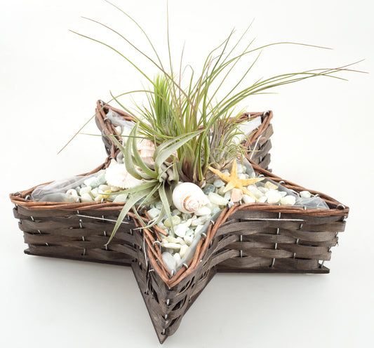 Free $150 - Willow Star Shape Planter Tray with Wooden base - 12 Dia x 3.25 deep