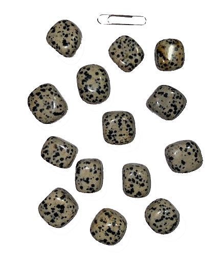 Dalmatian Jasper 20-30mm AA Tumbled Stones - 500 Grams - China