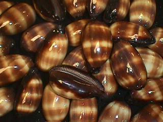 Cypraea Talpa - 2 - 3 inches - Cowry - Cowries - Philippines