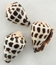 Hebrew Cone Shells - 1 - 2 inches