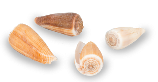 1 KG - Brown Conus Magus - Rayed Cone Shell - Conus Radiatus - 2 inch - Philippines